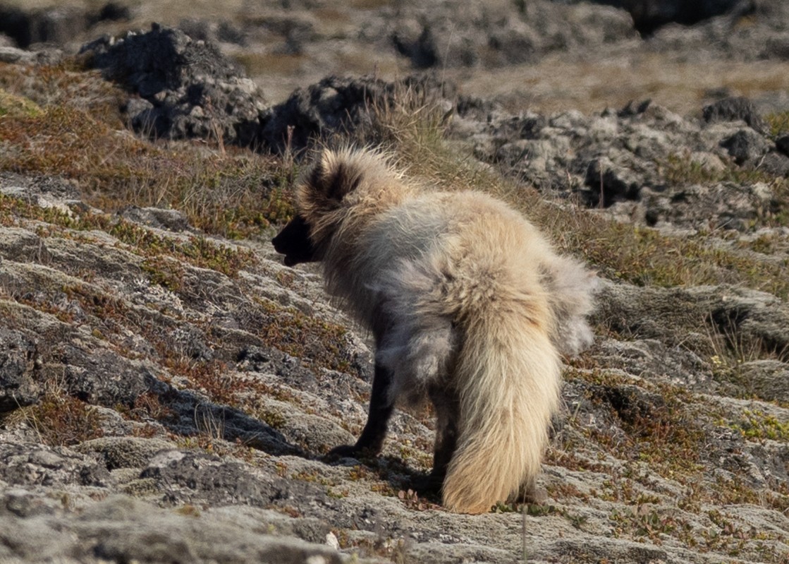 Arctic Fox - ML643688526
