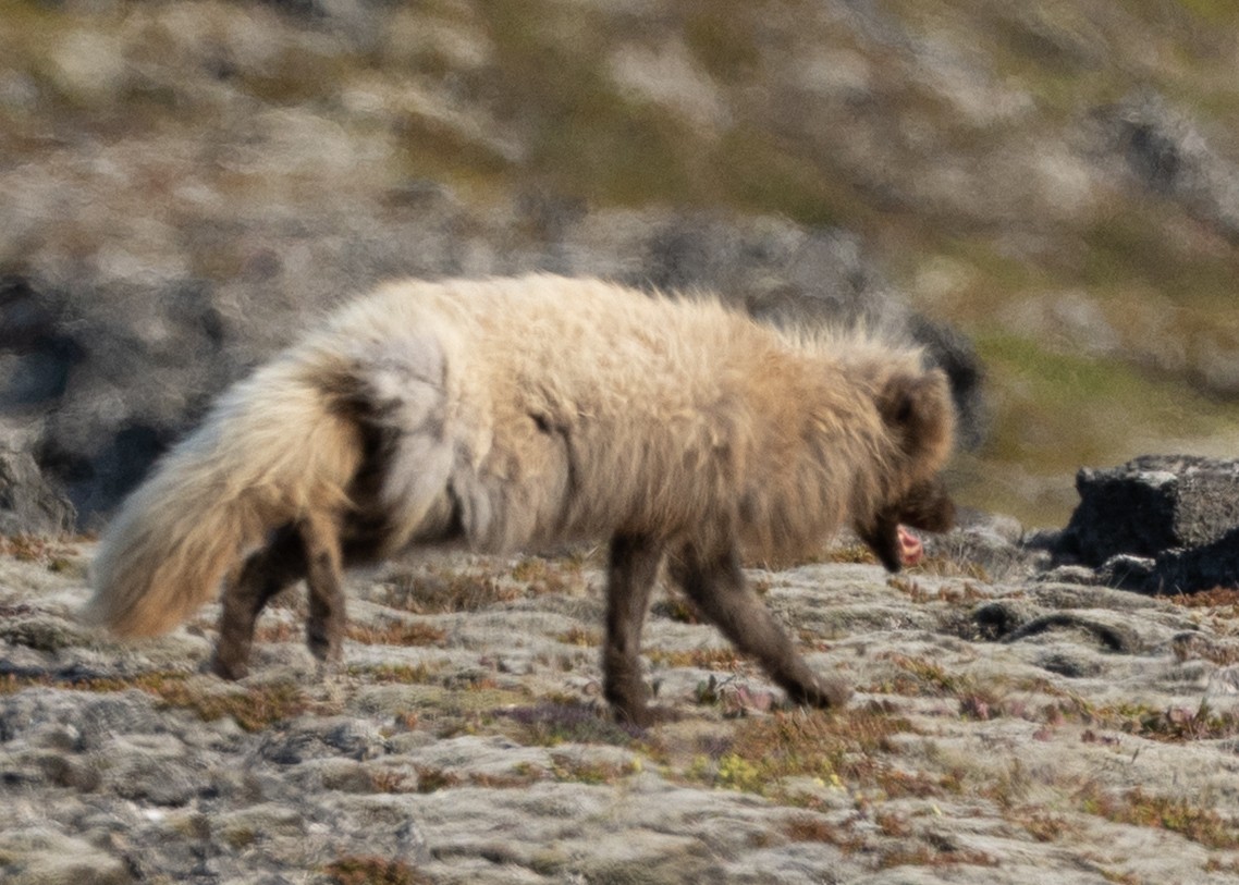 Arctic Fox - ML643688527