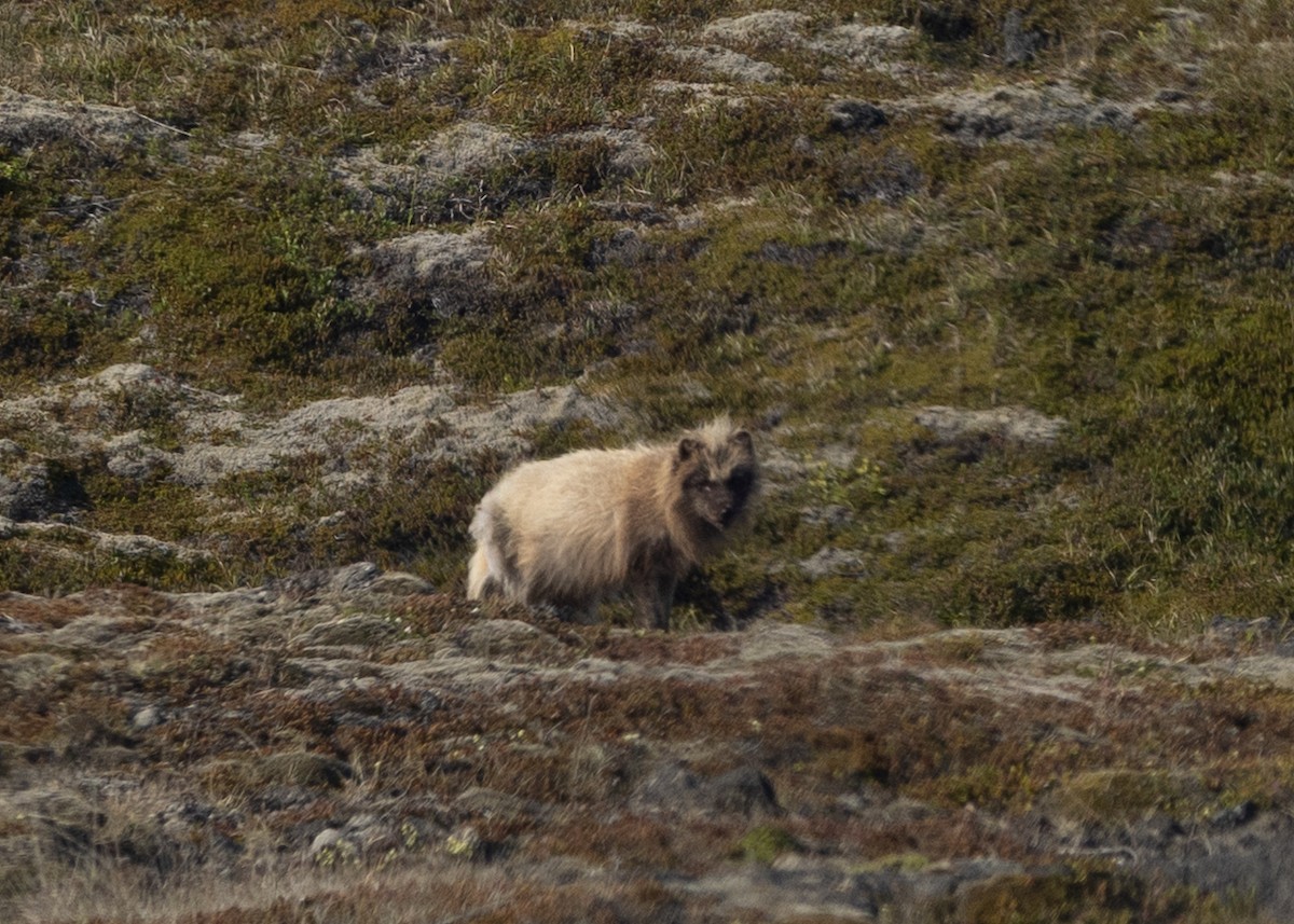 Arctic Fox - ML643688528