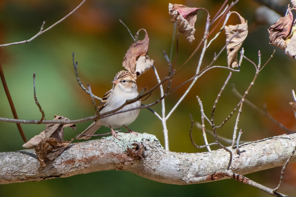 Chipping Sparrow - ML643688560