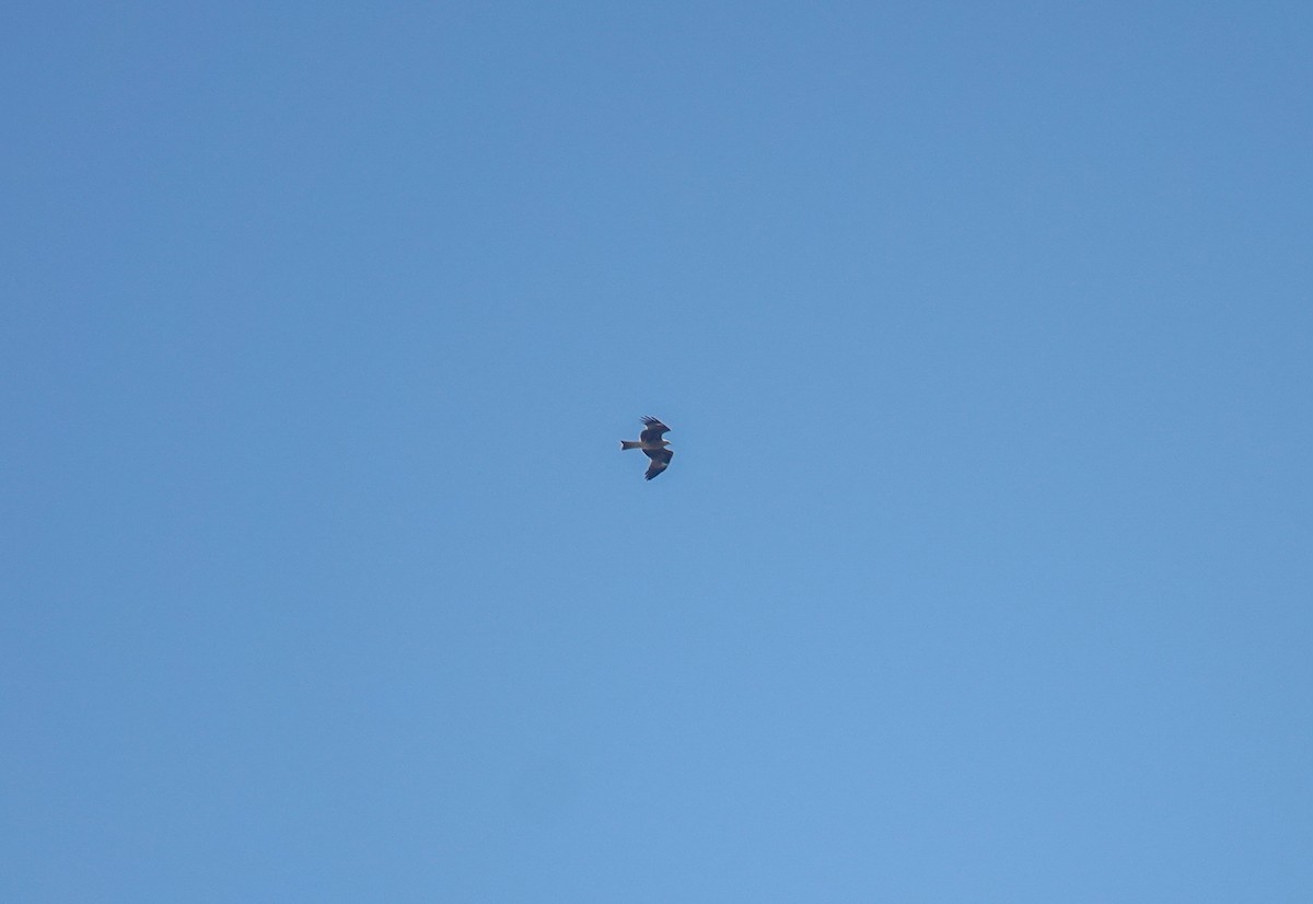Black Kite - ML643688561