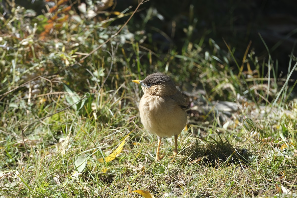 Brahminy Starling - ML643688597