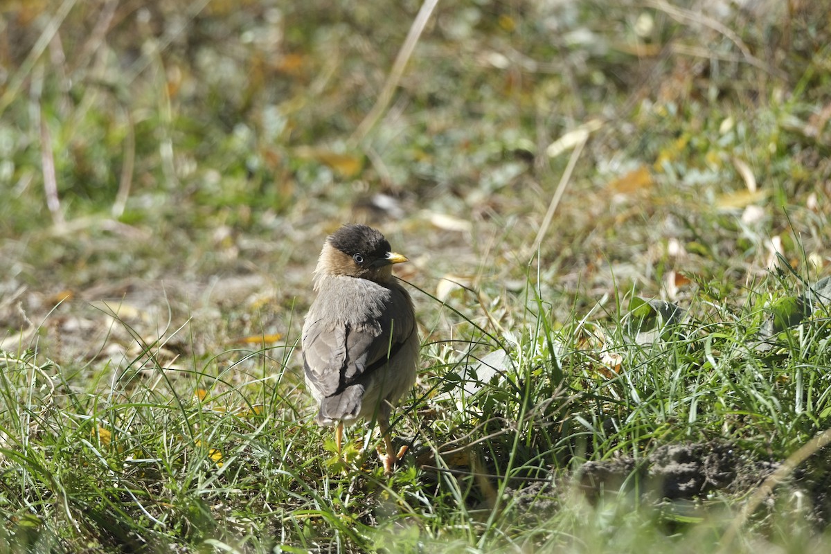 Brahminy Starling - ML643688598