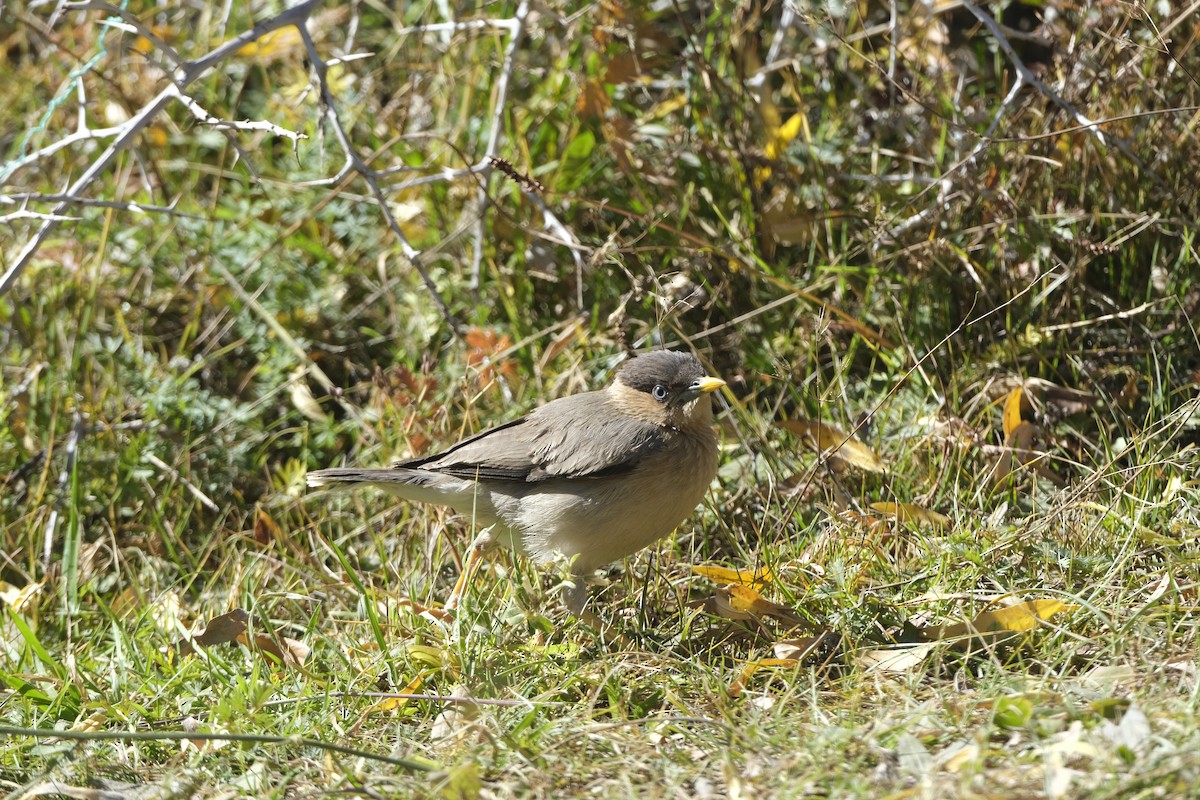 Brahminy Starling - ML643688599