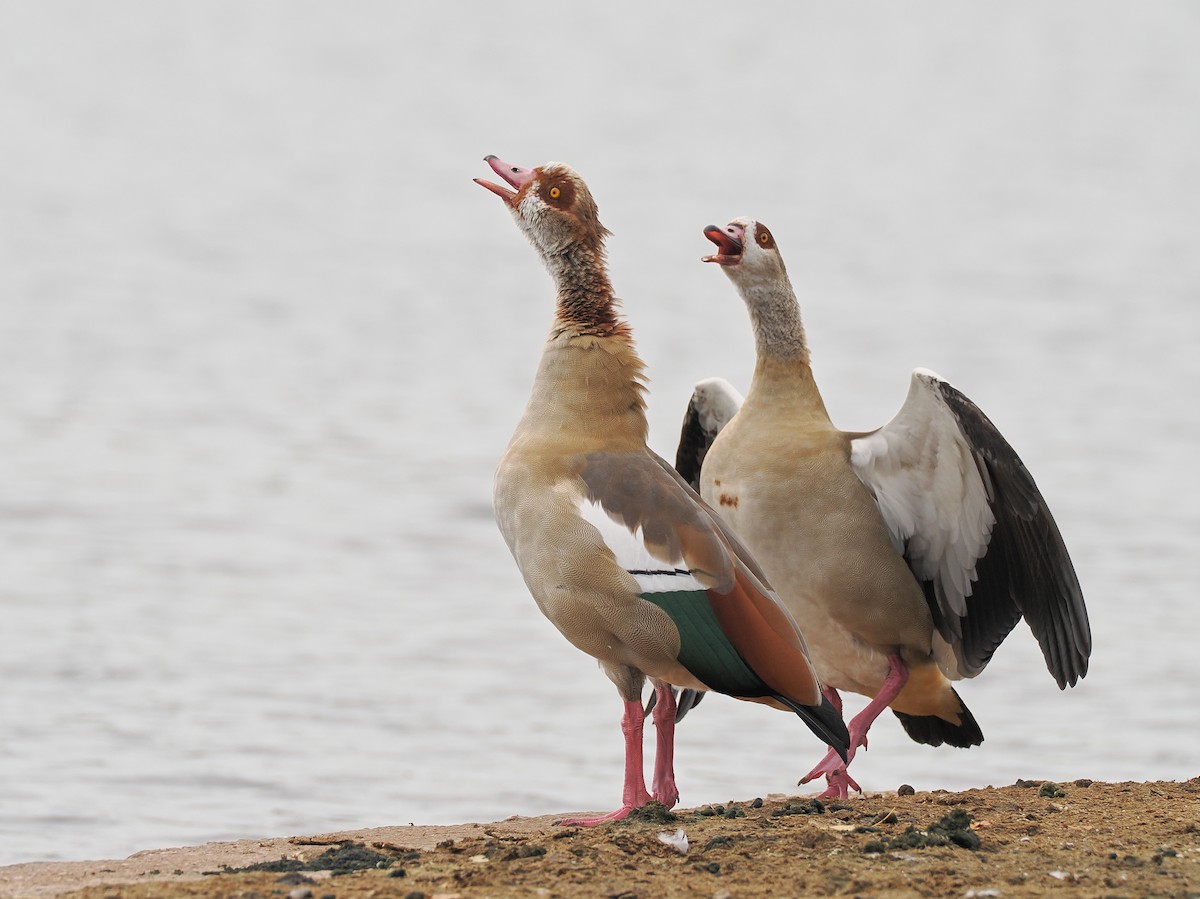 Egyptian Goose - ML643688601