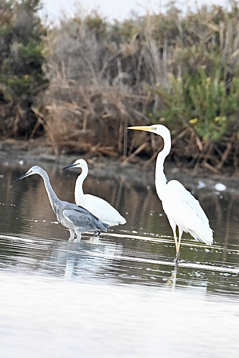 Great Egret - ML643688605