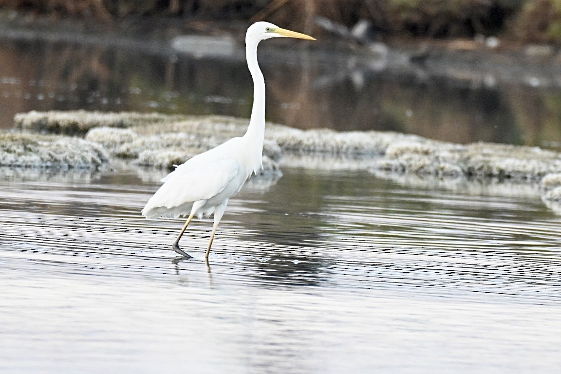 Great Egret - ML643688606