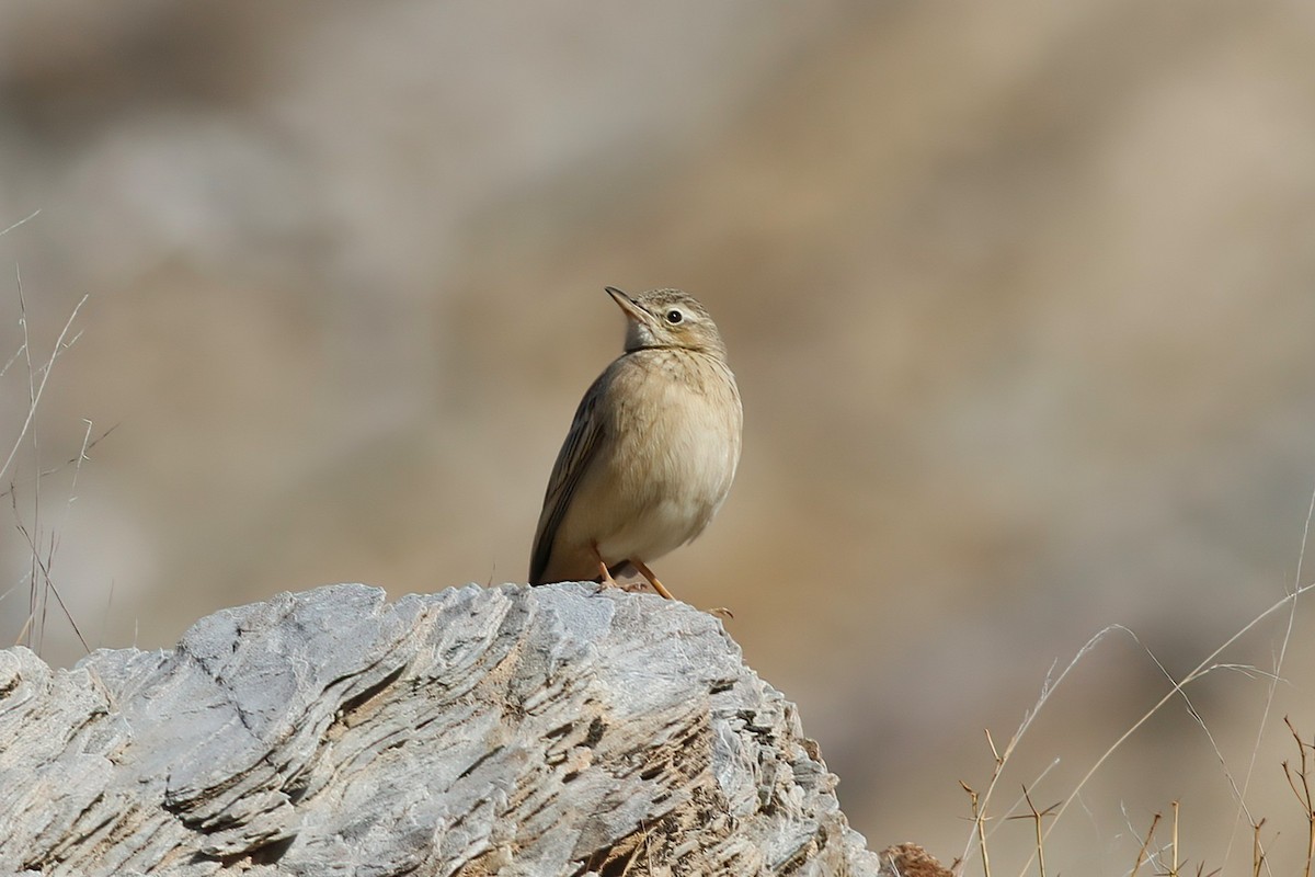 Long-billed Pipit - ML643688619