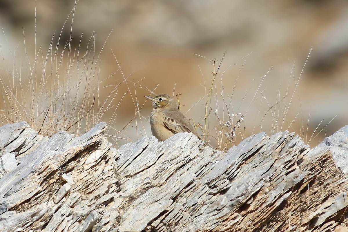 Long-billed Pipit - ML643688620
