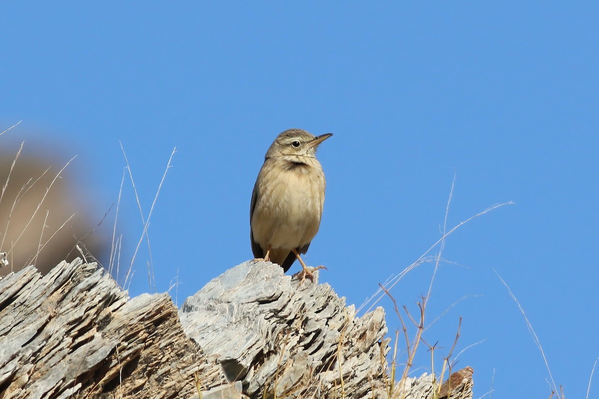 Long-billed Pipit - ML643688621