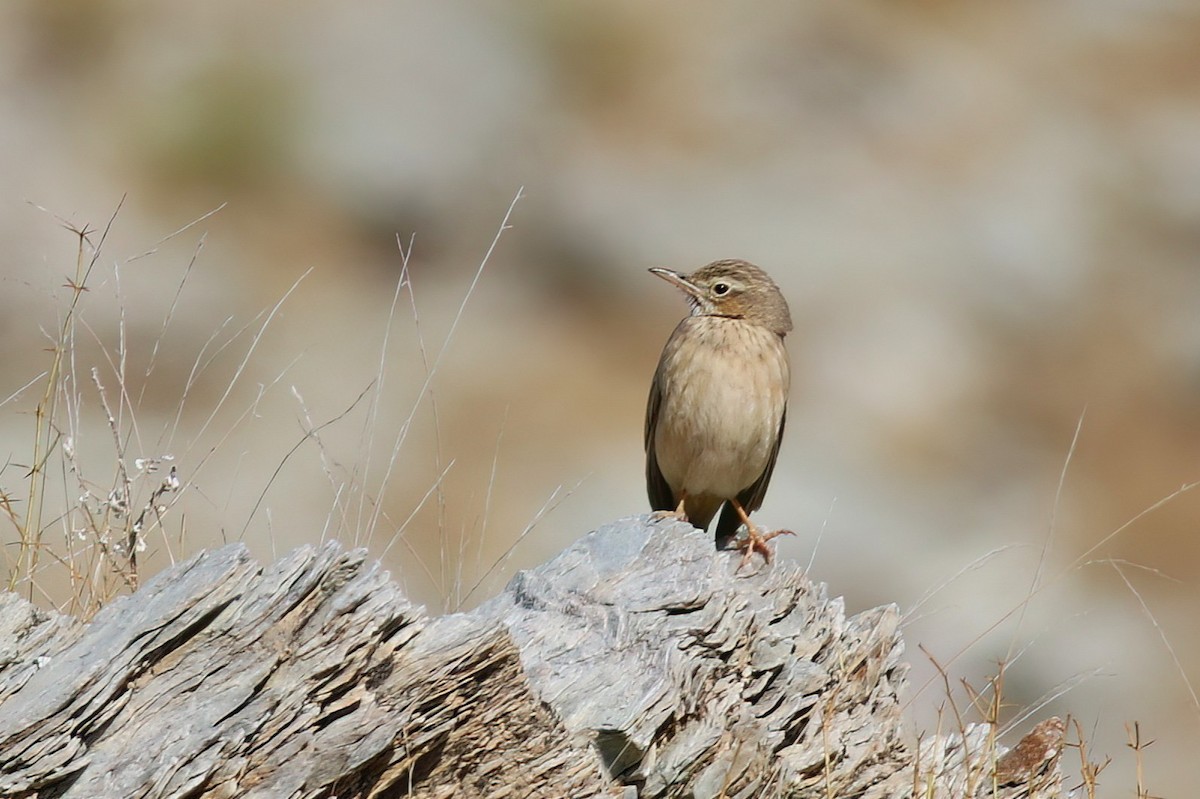 Long-billed Pipit - ML643688622