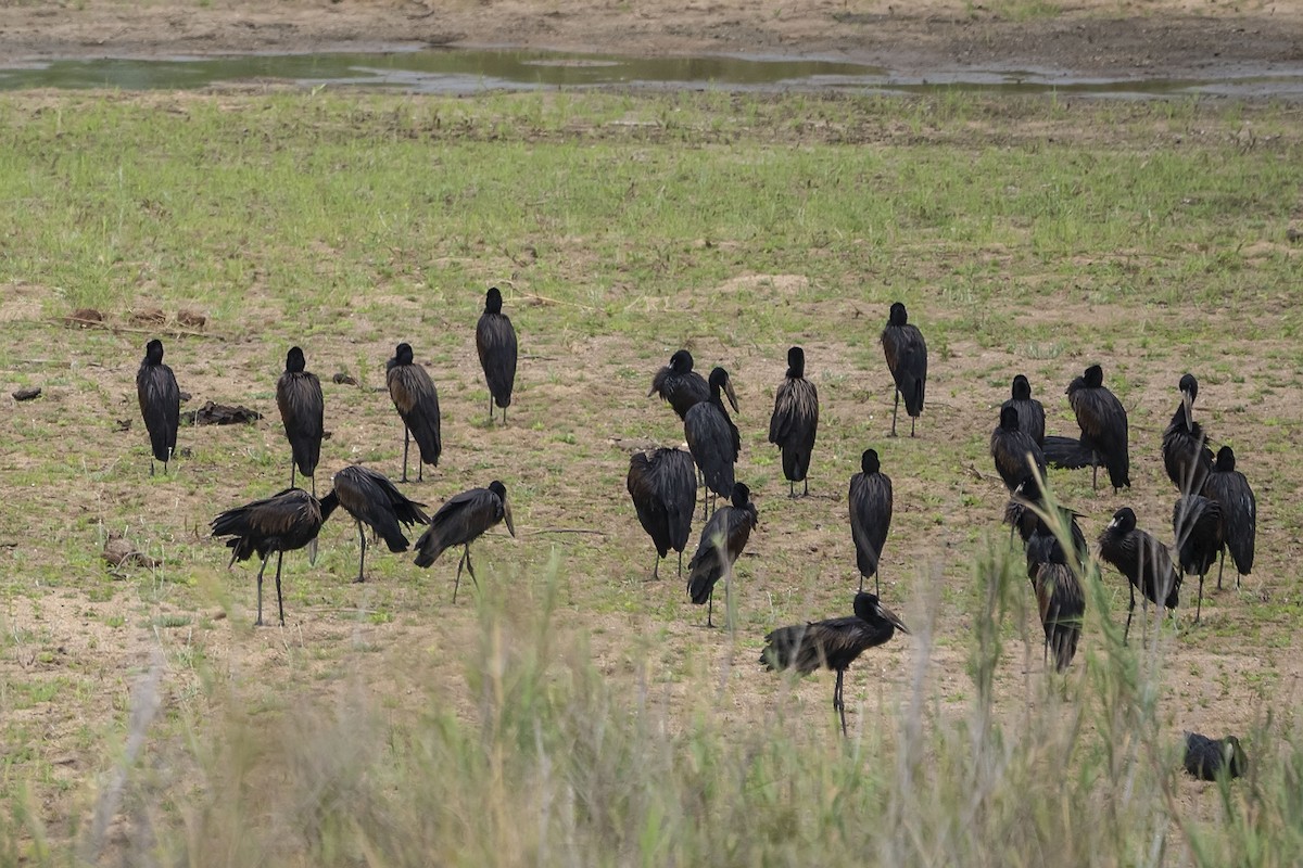 African Openbill - ML643688632