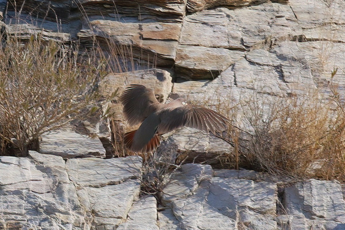 Sand Partridge - ML643688637