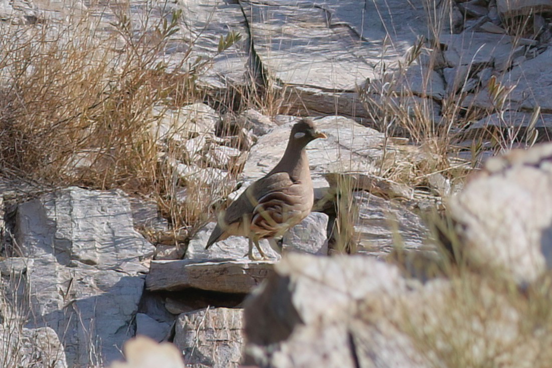 Sand Partridge - ML643688638