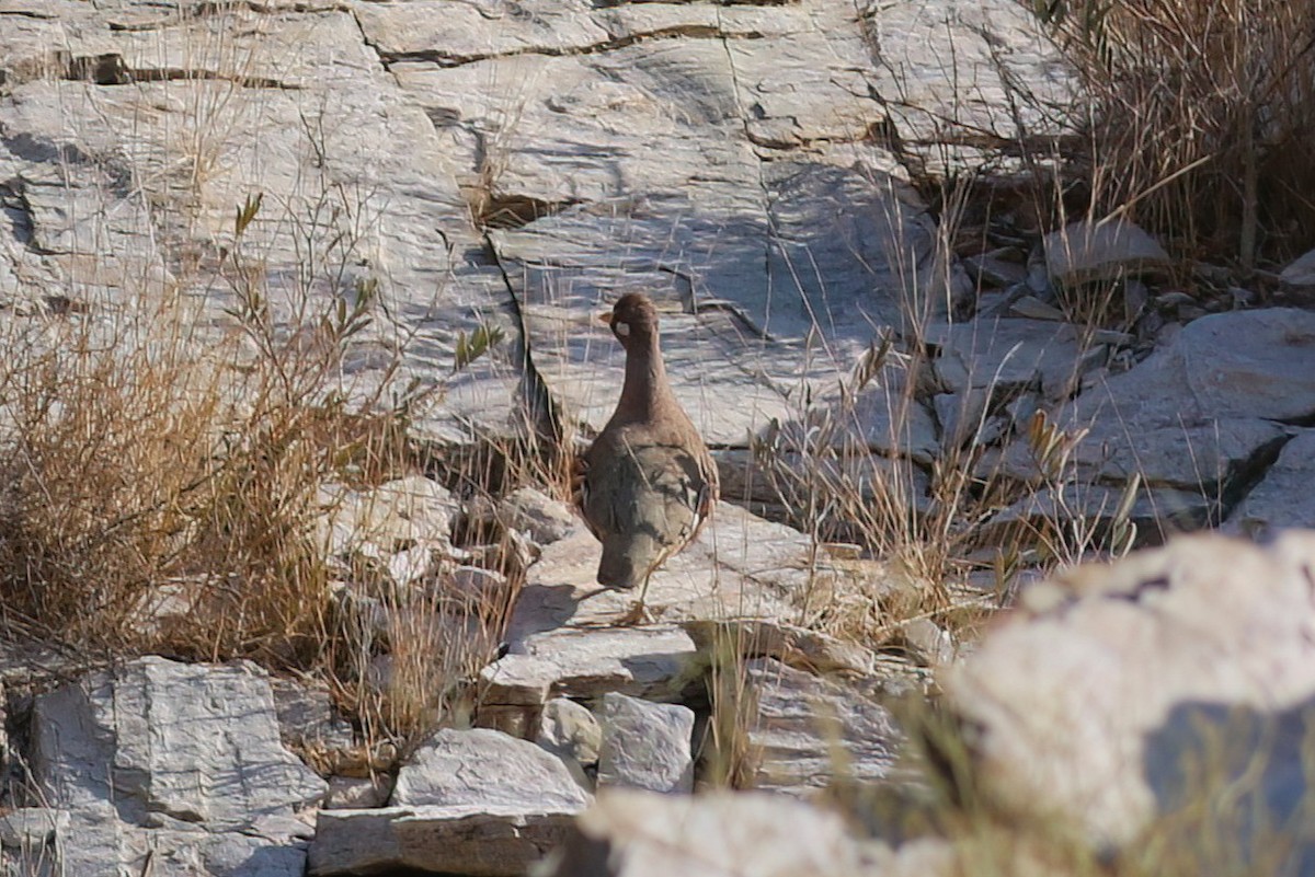 Sand Partridge - ML643688639