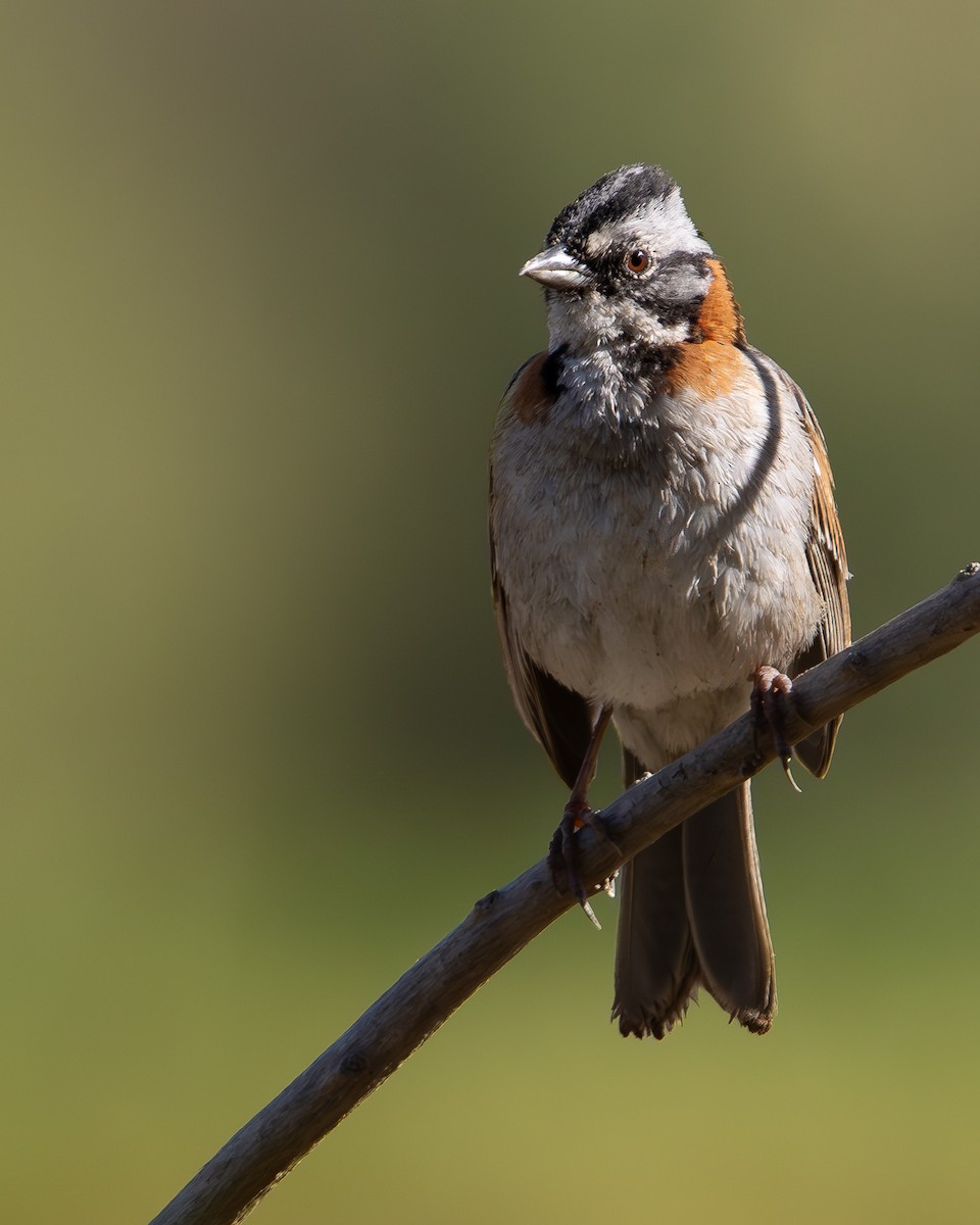 Rufous-collared Sparrow - ML643688652