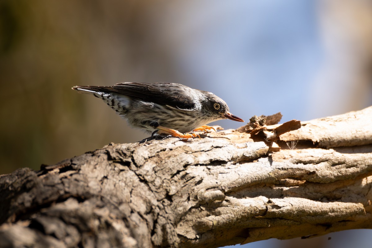Varied Sittella - ML643688657