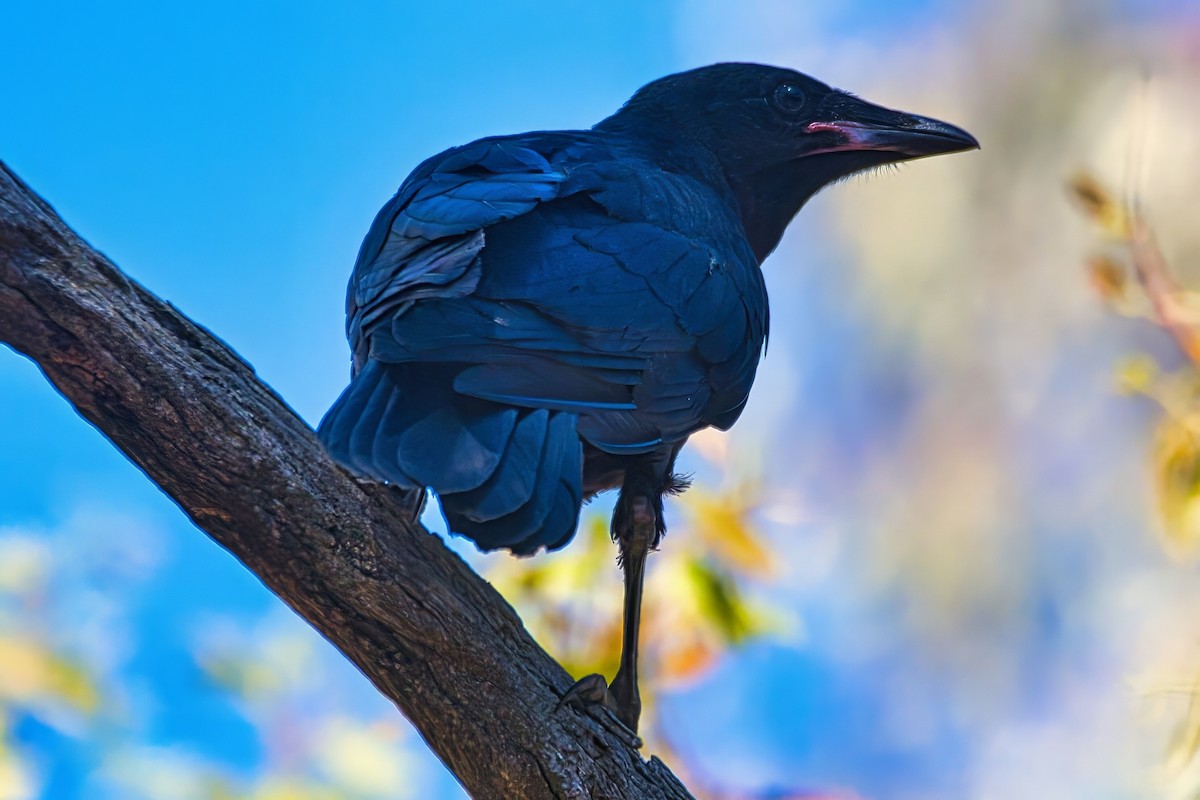 Little Raven - ML643688662