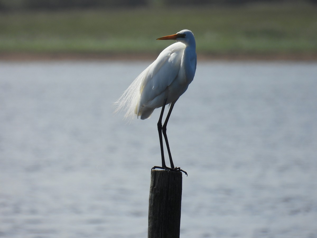 Great Egret - ML643688666