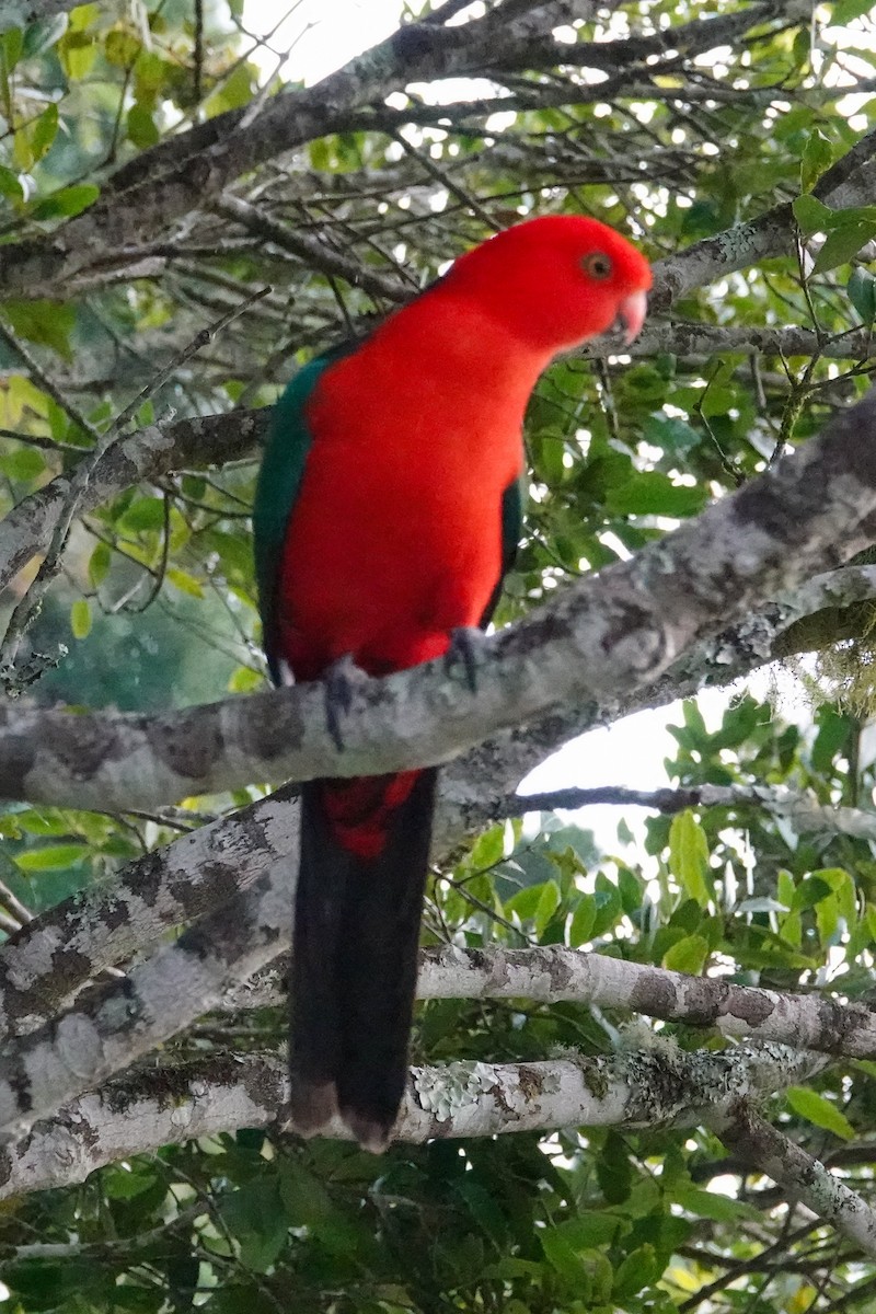 Australian King-Parrot - ML643688711