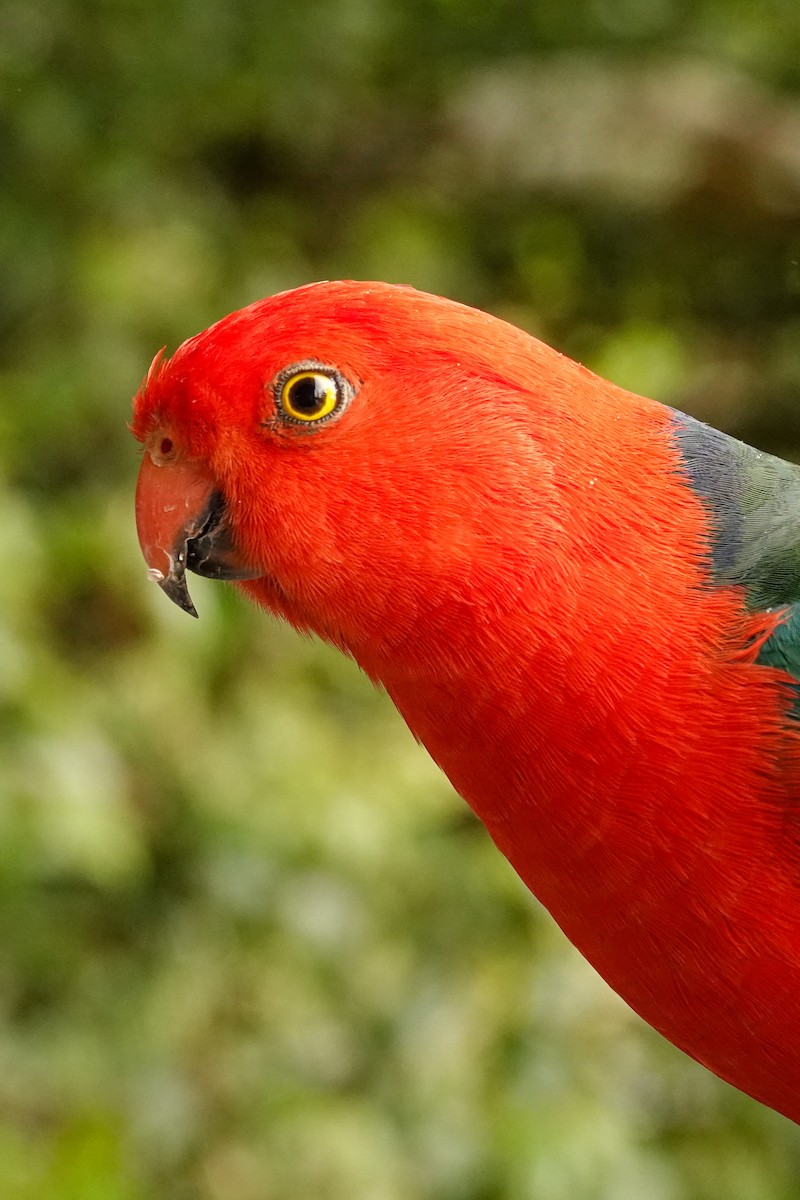 Australian King-Parrot - ML643688712