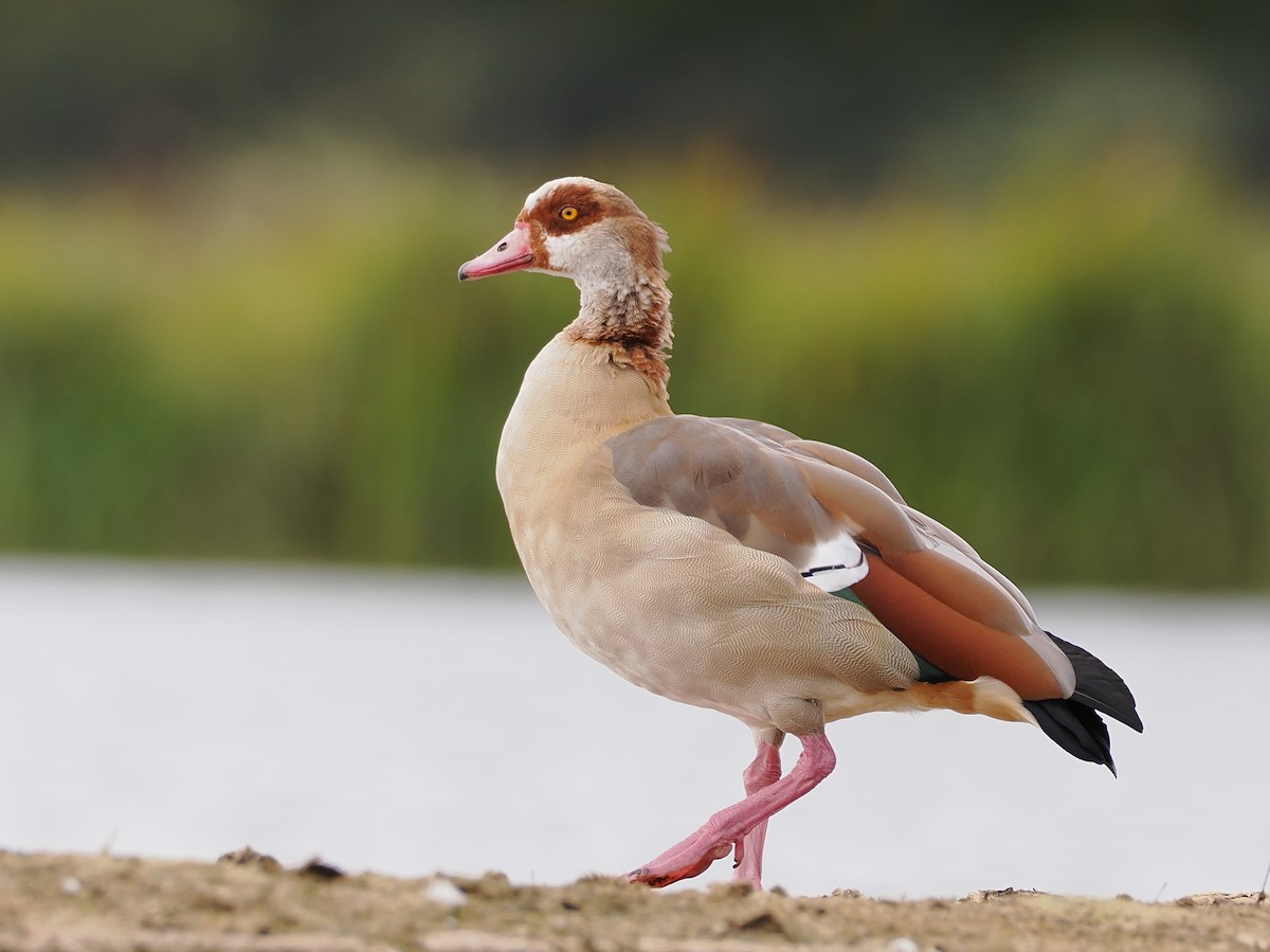 Egyptian Goose - ML643688714