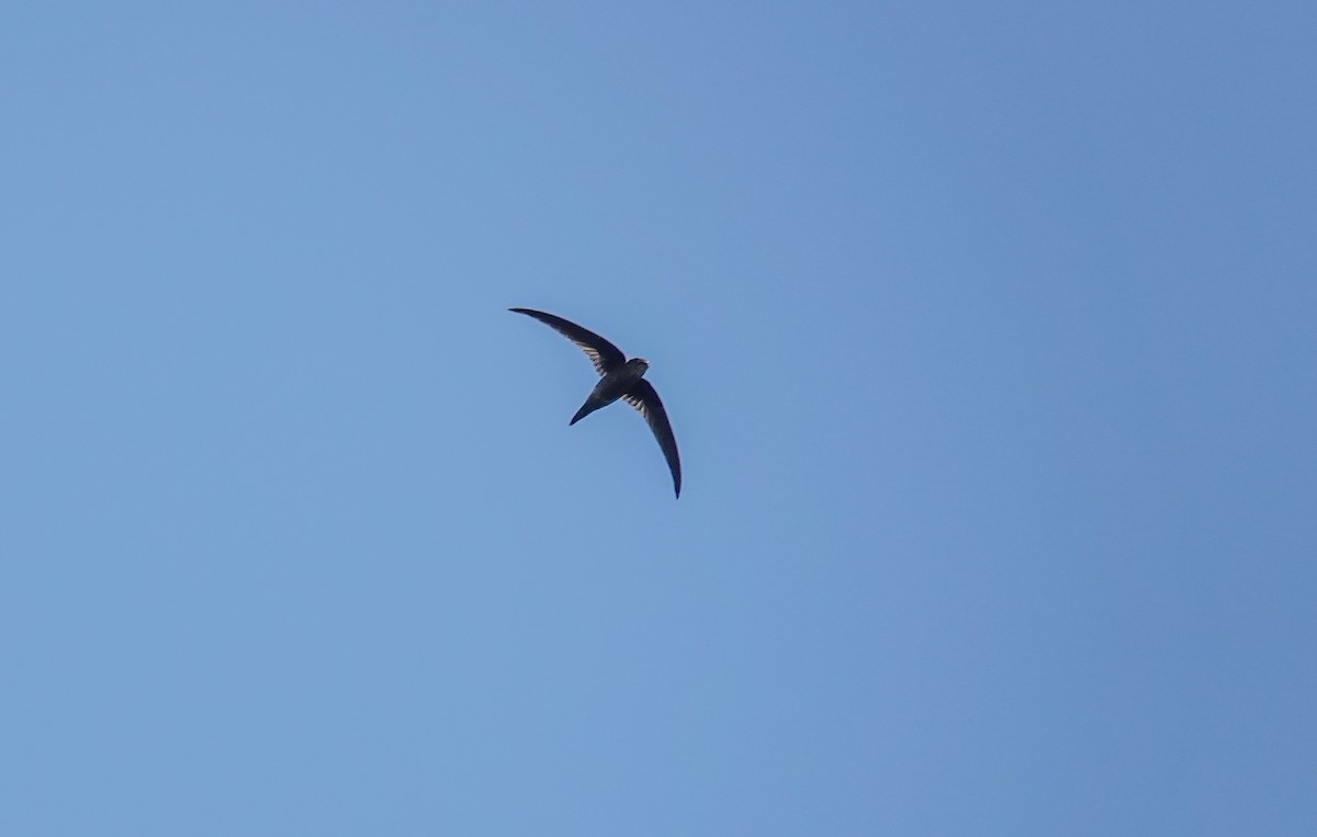 Asian Palm Swift - ML643688740