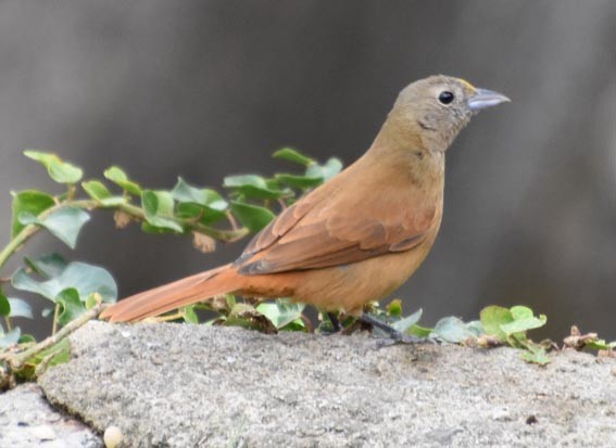 Ruby-crowned Tanager - ML643688742