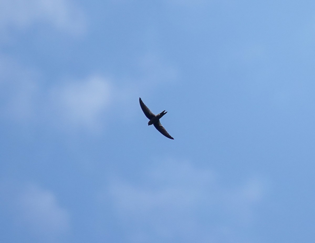 Asian Palm Swift - ML643688744