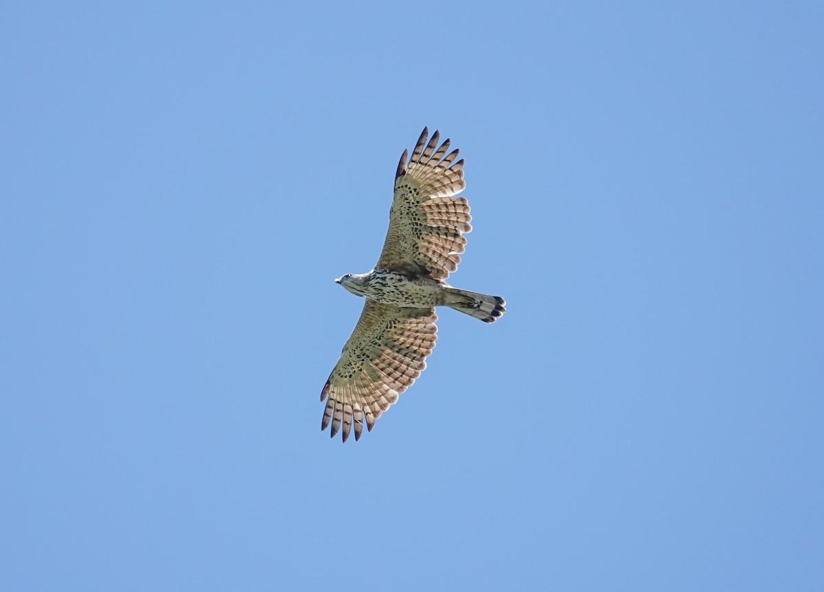 Changeable Hawk-Eagle - ML643688749