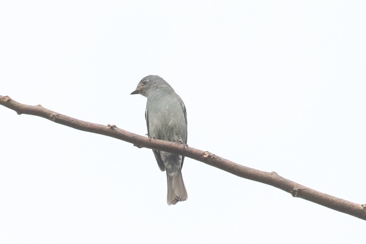 ウスヒメアオヒタキ - ML643688750