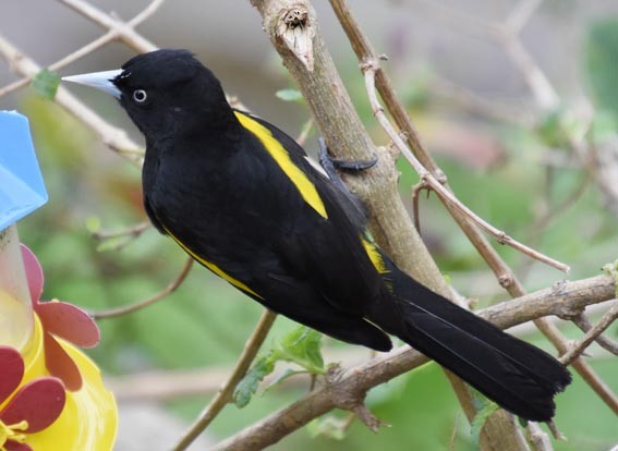 Golden-winged Cacique - ML643688759