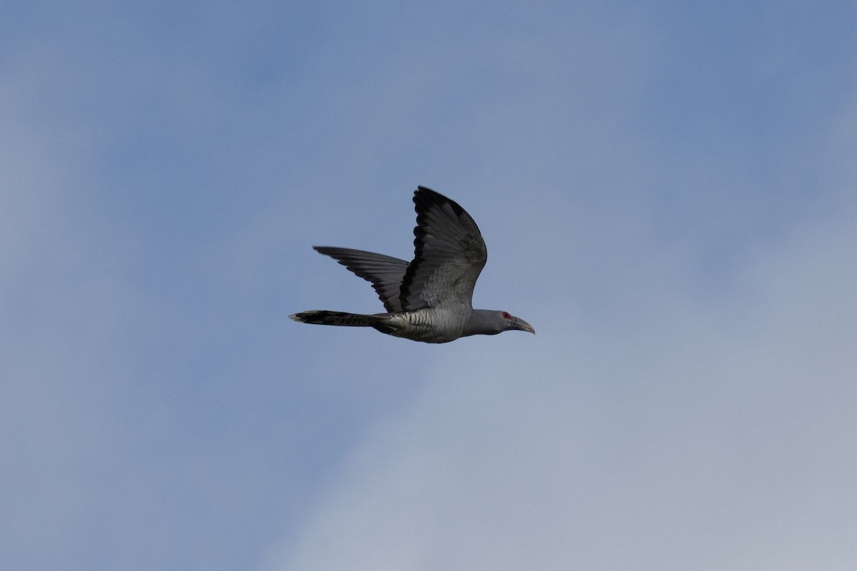 Channel-billed Cuckoo - ML643688768