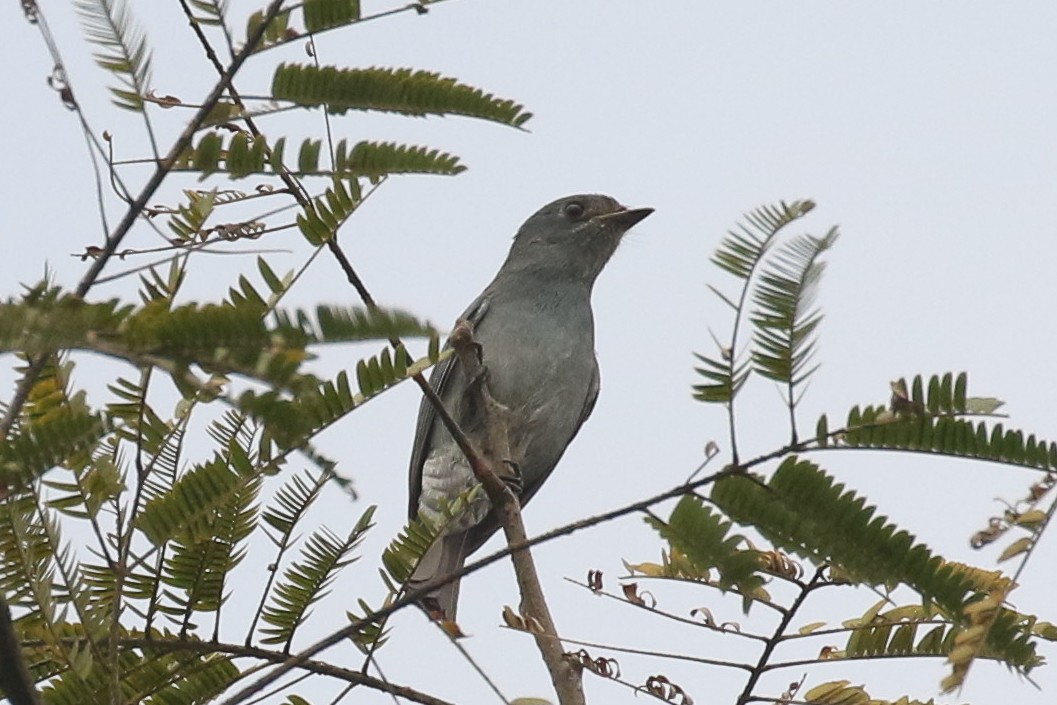 ウスヒメアオヒタキ - ML643688770