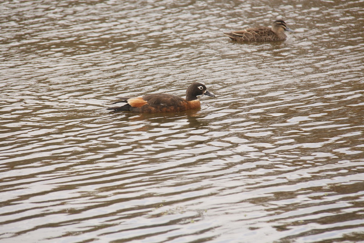 Australian Shelduck - ML643688776