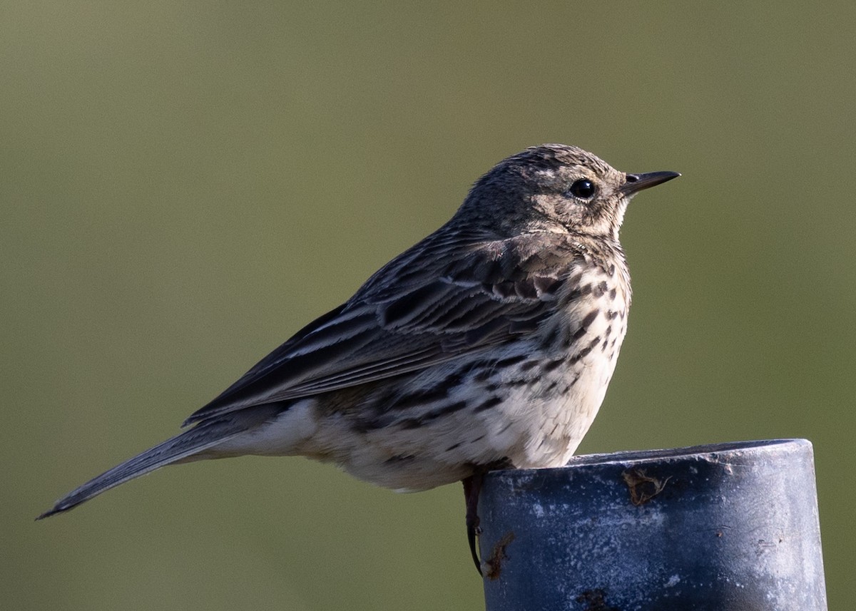 Meadow Pipit - ML643688785