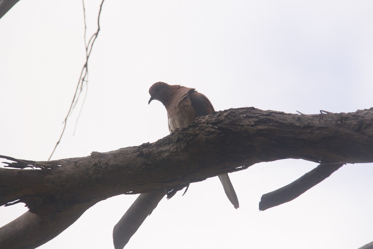 Өөдсөн хүүрзгэнэ - ML643688790