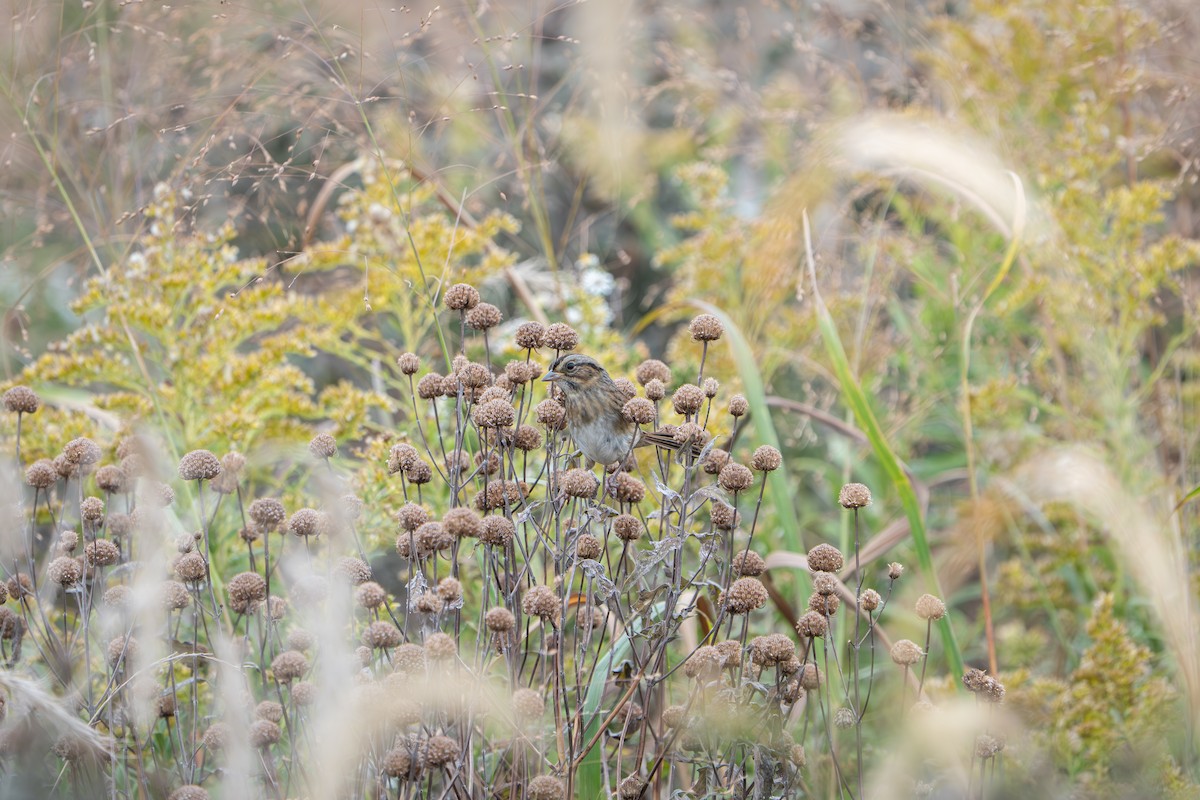 Swamp Sparrow - ML643688841