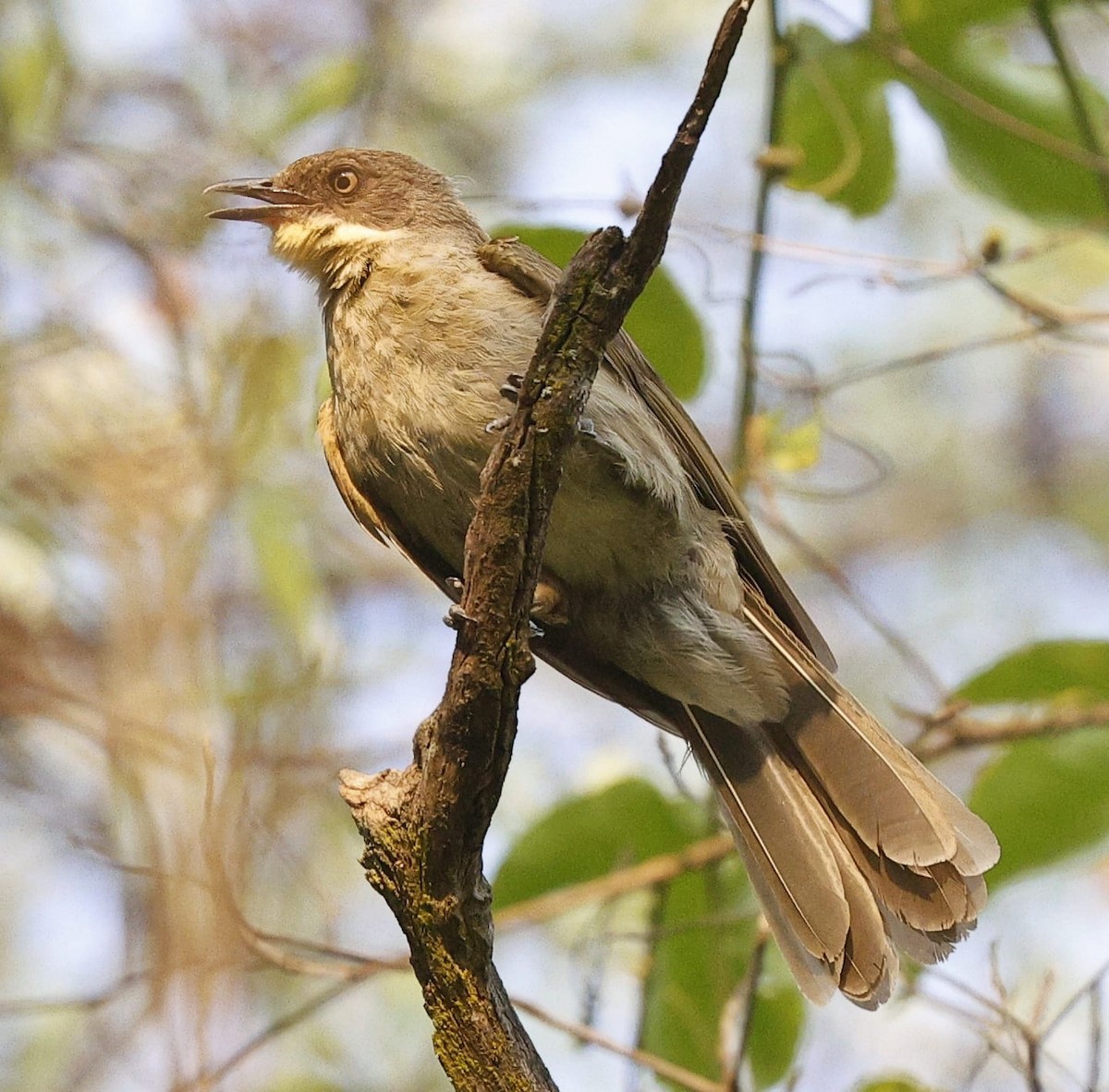 Pale-throated Greenbul (flavigula) - ML643688851