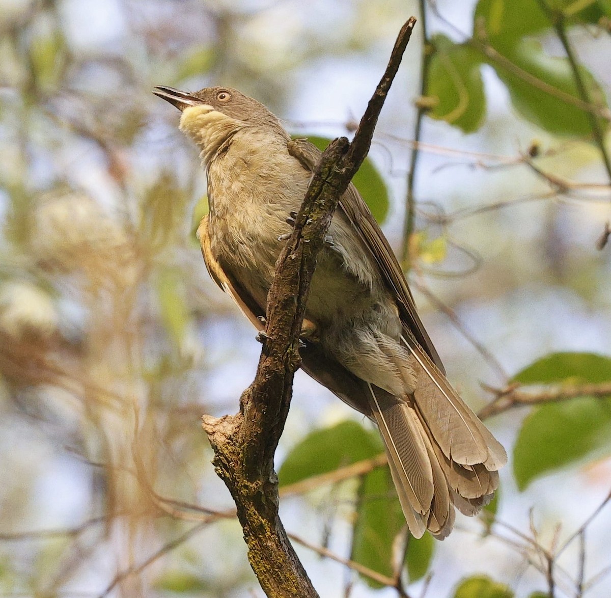 Pale-throated Greenbul (flavigula) - ML643688852