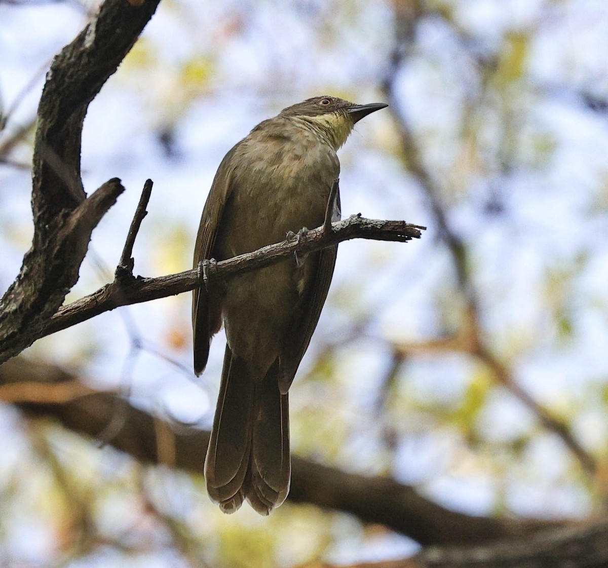 Pale-throated Greenbul (flavigula) - ML643688853