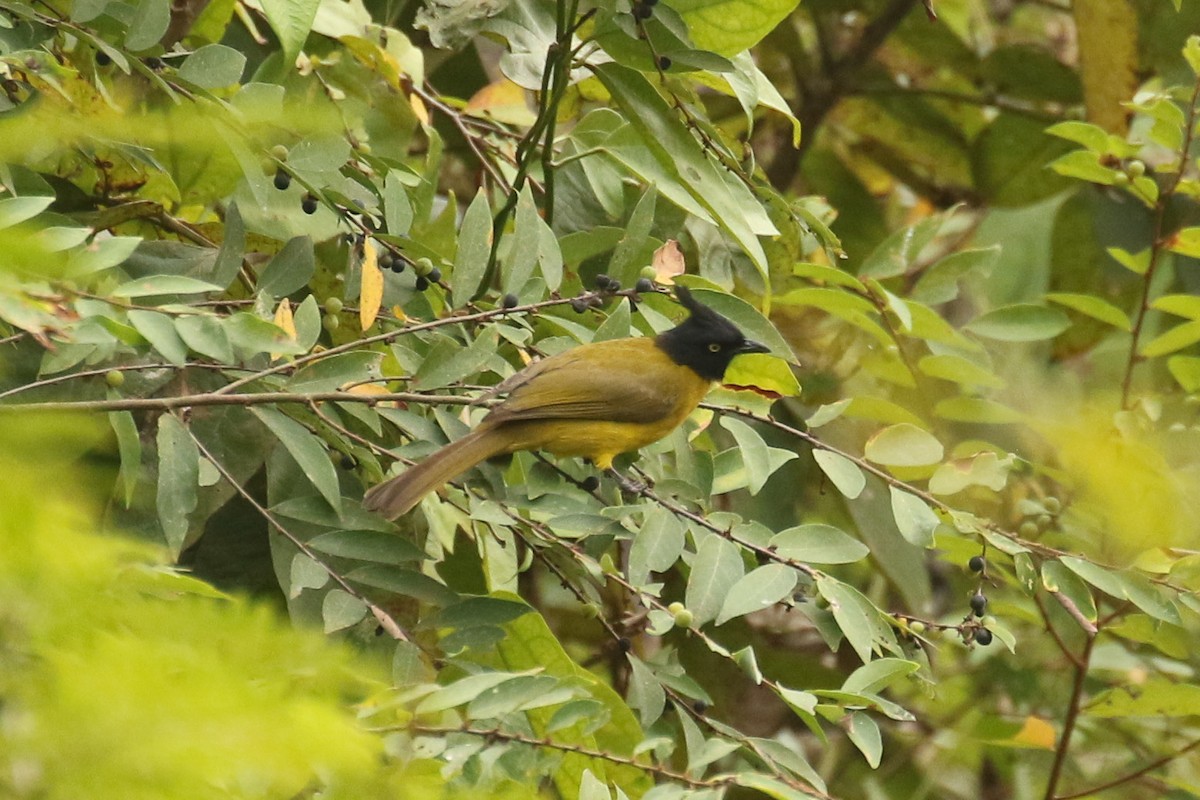 Black-crested Bulbul - ML643688854