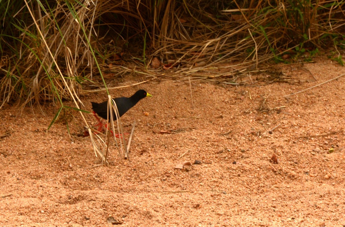 Black Crake - ML643688861