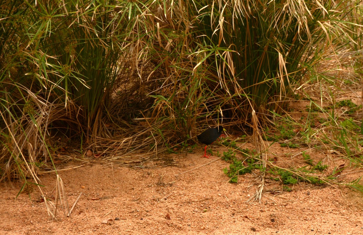 Black Crake - ML643688862