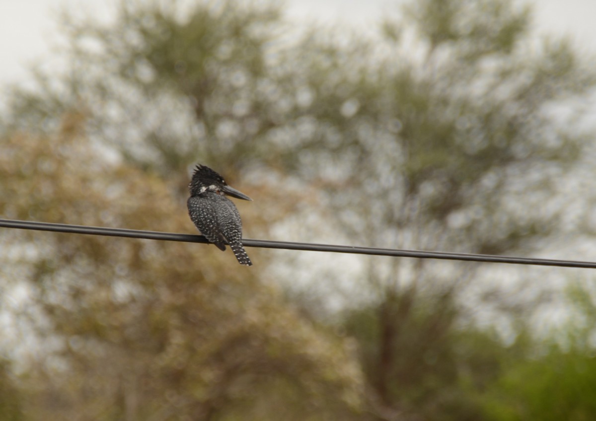 Giant Kingfisher - ML643688868