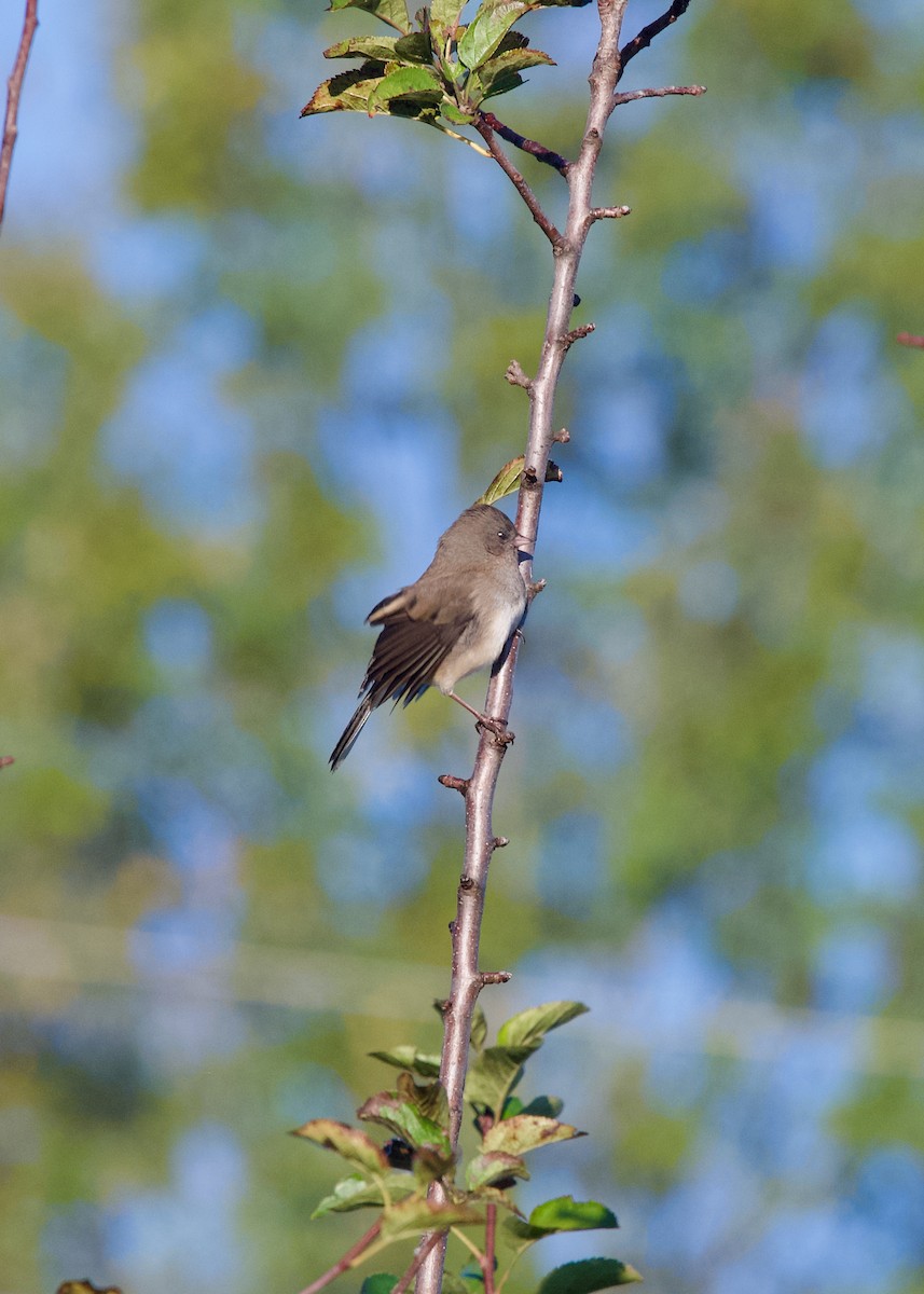 Dark-eyed Junco (Slate-colored) - ML643688873