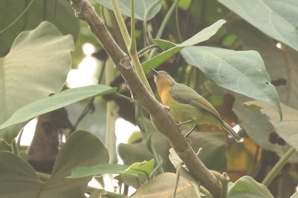 Ruby-cheeked Sunbird - ML643688875