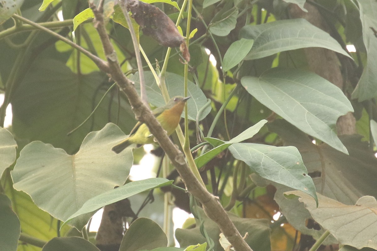 Ruby-cheeked Sunbird - ML643688876