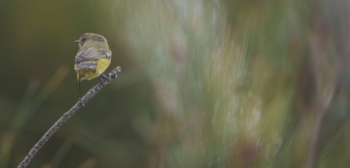 Yellow Thornbill - ML643688884