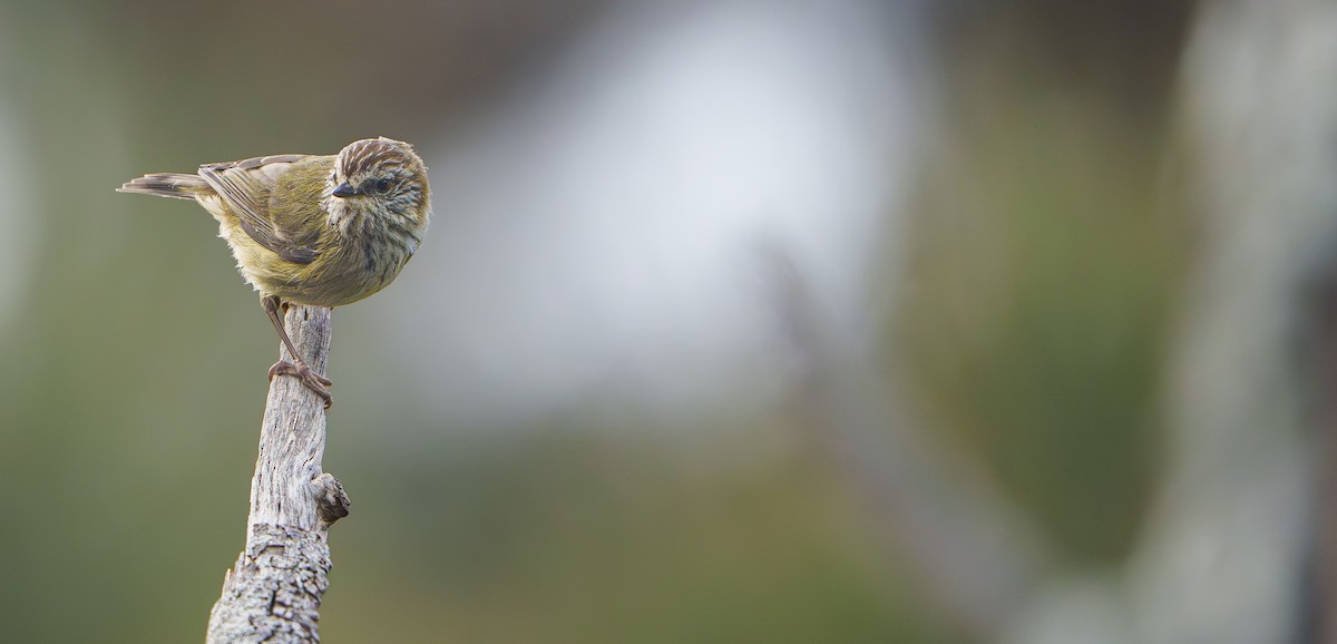 Striated Thornbill - ML643688885